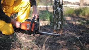 Best Tree Preservation Services  in West Melbourne, FL