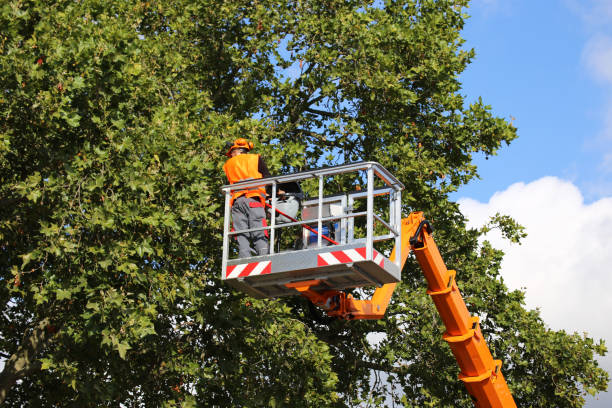 Best Commercial Tree Services  in West Melbourne, FL