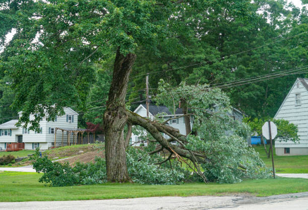 Best Tree Maintenance Programs  in West Melbourne, FL