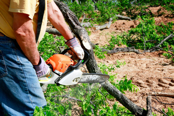 Best Fruit Tree Pruning  in West Melbourne, FL